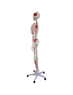 Life-size skeleton model with origins and muscle insertions 2