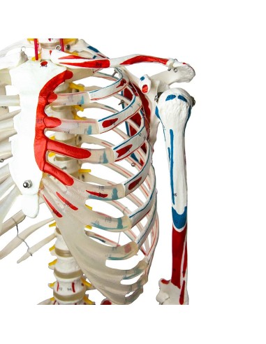 Modèle de squelette grandeur nature avec...