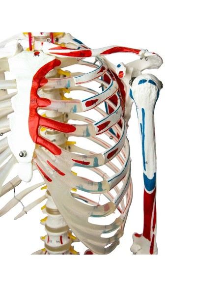 Modelo de esqueleto a tamaño natural con orígenes e inserciones musculares