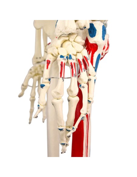 Modelo de esqueleto a tamaño natural con orígenes e inserciones musculares