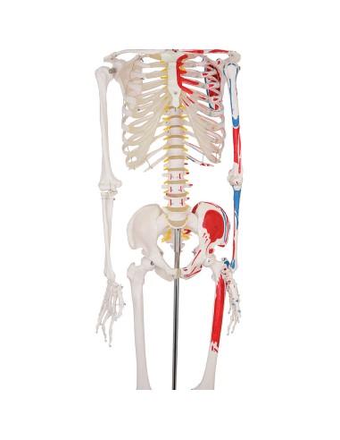 Modelo de esqueleto a tamaño natural con...