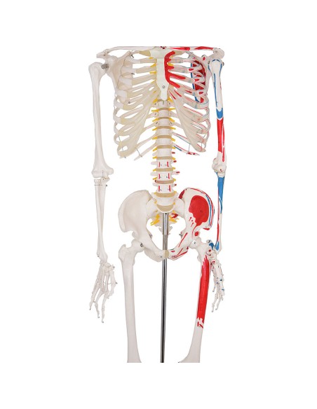 Modelo de esqueleto a tamaño natural con orígenes e inserciones musculares