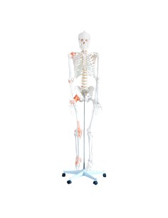 Skelett in voller Größe mit Bändern und flexibler...