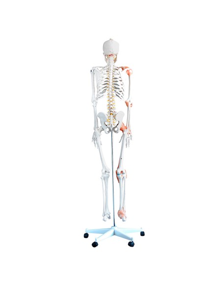 Esqueleto de tamaño natural con ligamentos y columna vertebral flexible