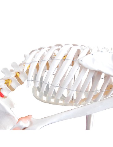 Esqueleto de tamaño natural con ligamentos y...