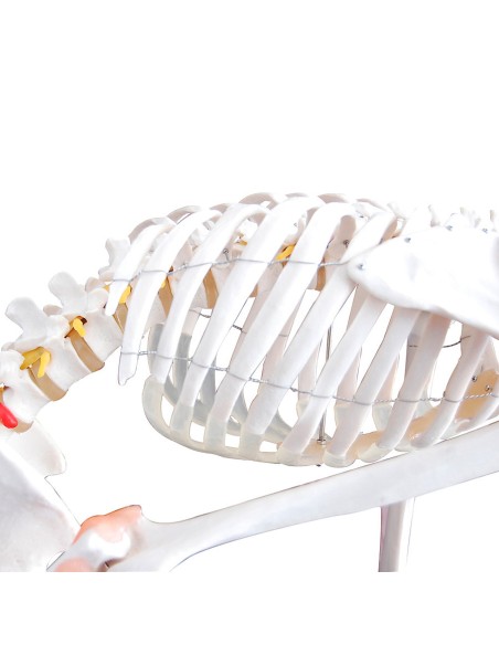 Esqueleto de tamaño natural con ligamentos y columna vertebral flexible