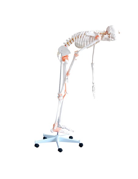 Esqueleto de tamaño natural con ligamentos y columna vertebral flexible