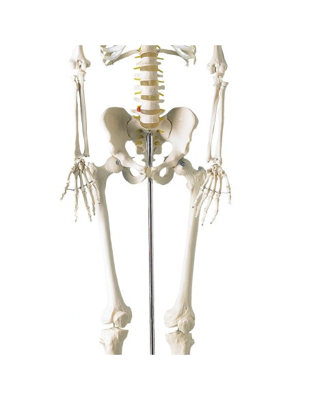 Life-size classical skeleton with flexible spine