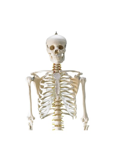 Life-size classical skeleton with flexible spine