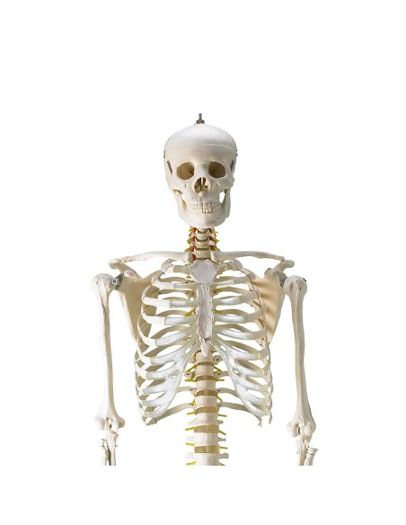 Life-size classical skeleton with flexible spine