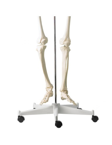 Life-size classical skeleton with flexible spine