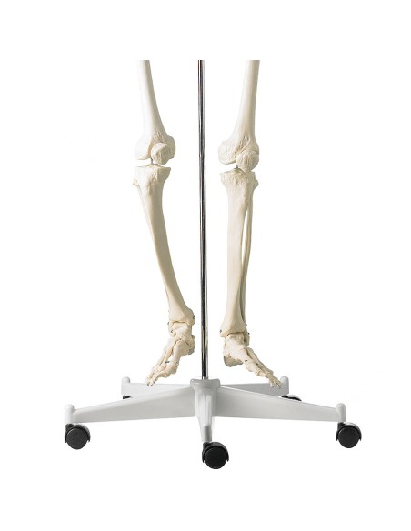 Life-size classical skeleton with flexible spine