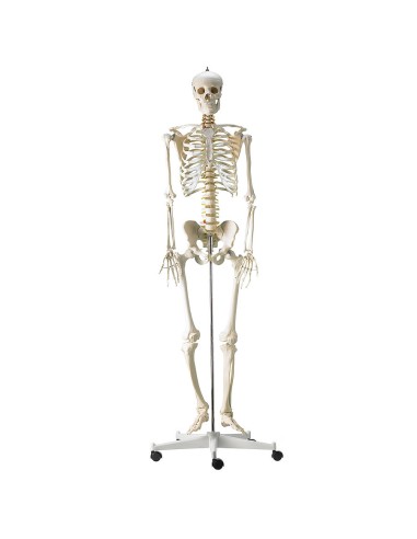 Life-size classical skeleton with flexible spine
