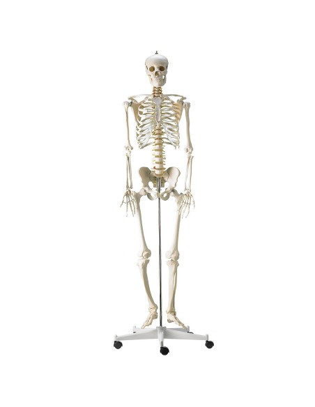 Life-size classical skeleton with flexible spine