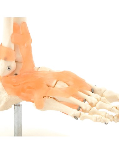 Esqueleto del pie con ligamentos