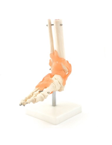 Esqueleto del pie con ligamentos