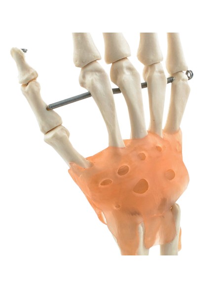 Scheletro della mano con legamenti