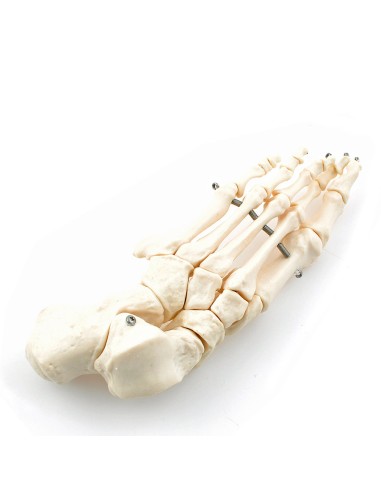 Zerlegtes Skelett in Originalgröße