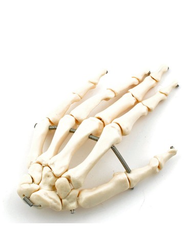 Zerlegtes Skelett in Originalgröße