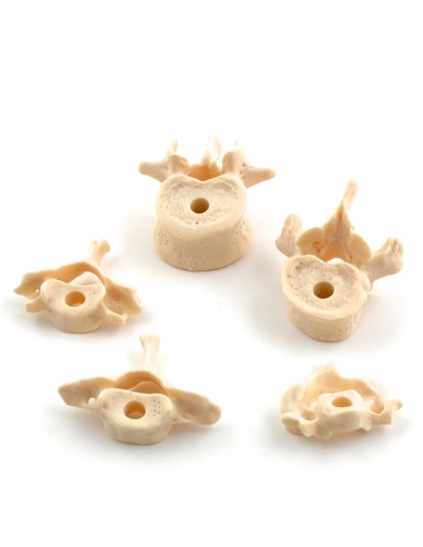 Squelette désassemblé en taille réelle