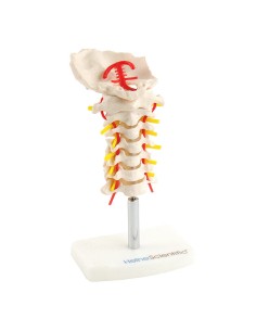 Anatomisches Modell der Halswirbelsäule 2