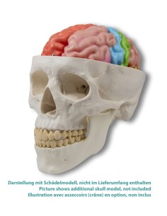 Erler Zimmer, modèle fonctionnel et régions du cerveau,... 2