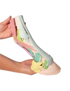 Reproducción de pata de caballo Modelo 1 Erler Zimmer...