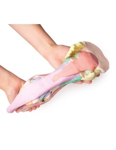 Reproducción de pata de caballo Modelo 1 Erler Zimmer... 2