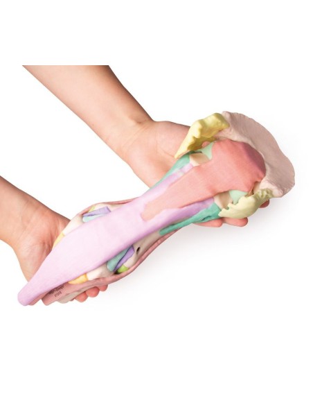 Reproducción de pata de caballo Modelo 1 Erler Zimmer VET4400