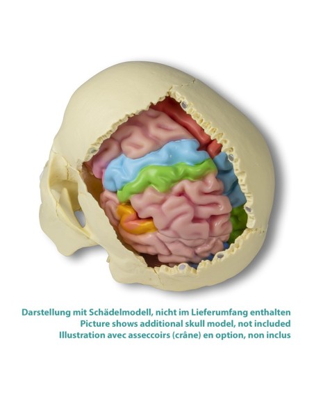 Erler Zimmer, functional model and regions of the brain, in 5 parts C922
