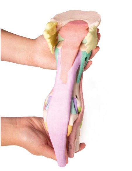 Pferdefußnachbildung Modell 1 Erler Zimmer VET4400