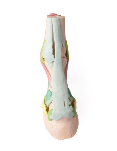 Pferdefußnachbildung Modell 1 Erler Zimmer VET4400