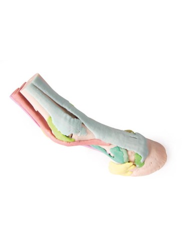 Pferdefußnachbildung Modell 1 Erler Zimmer VET4400