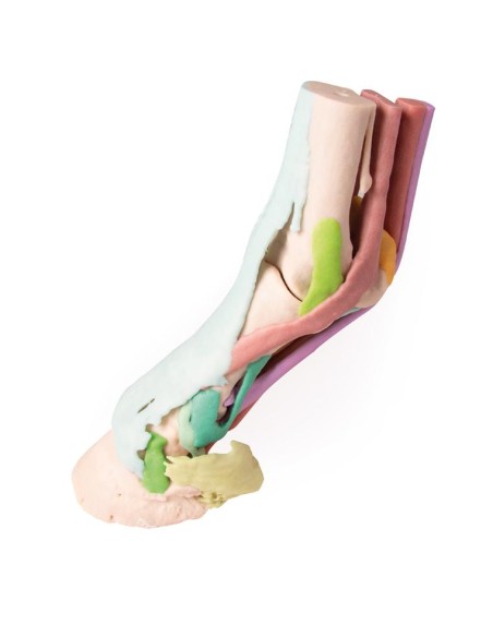 Pferdefußnachbildung Modell 1 Erler Zimmer VET4400