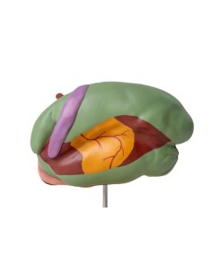 Modèle d'estomac de vache, 1/3 de la taille naturelle, 3... 2