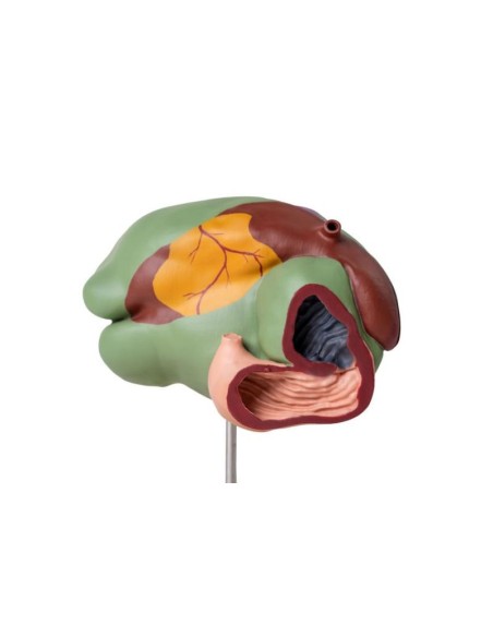 Modèle d'estomac de vache, 1/3 de la taille naturelle, 3 parties Erler Zimmer VET1350
