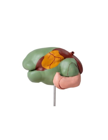 Modèle d'estomac de vache, 1/3 de la taille naturelle, 3 parties Erler Zimmer VET1350