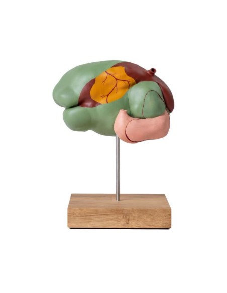 Modèle d'estomac de vache, 1/3 de la taille naturelle, 3 parties Erler Zimmer VET1350