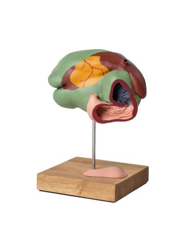 Modèle d'estomac de vache, 1/3 de la taille...