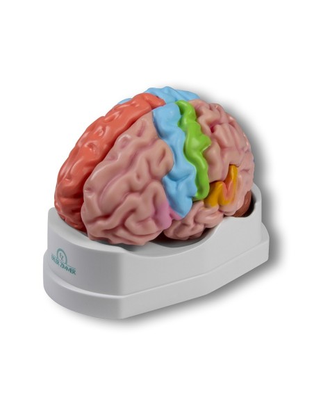 Erler Zimmer, functional model and regions of the brain, in 5 parts C922