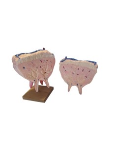 Cow udder, natural size Erler Zimmer VET1360 2