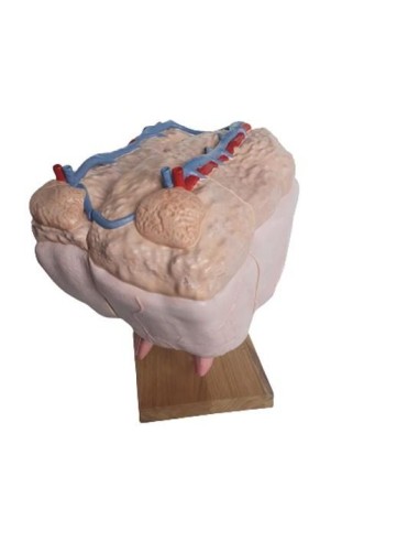 Mamelle de vache, taille naturelle Erler Zimmer...