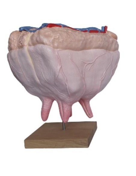 Cow udder, natural size Erler Zimmer VET1360