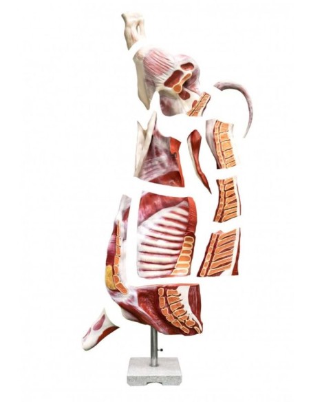 Bovine (male) half-slaughter model, natural size Erler Zimmer VET1370