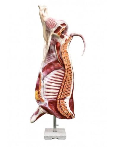 Bovine (male) half-slaughter model, natural...