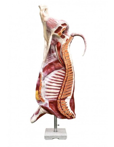Modelo bovino medio sacrificado (macho), tamaño natural Erler Zimmer VET1370