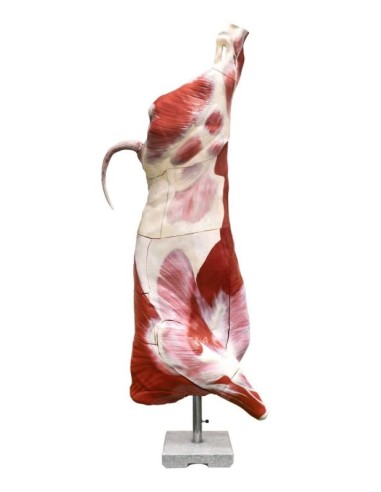 Bovine (male) half-slaughter model, natural...