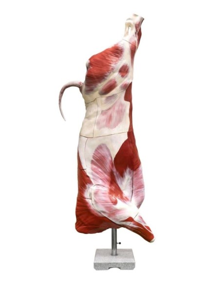 Modelo bovino medio sacrificado (macho), tamaño natural Erler Zimmer VET1370
