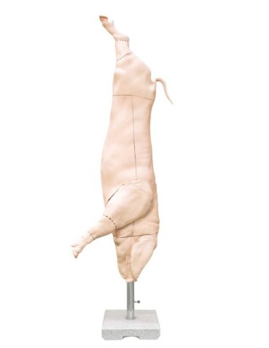 Modèle de carcasse de porc grandeur nature...