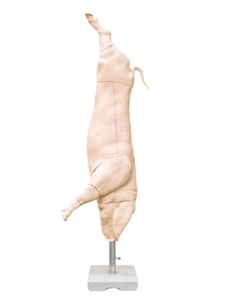 Modèle de carcasse de porc grandeur nature Erler Zimmer VET1390
